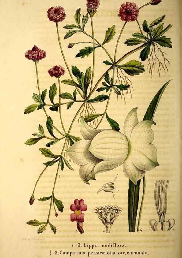 Reproducción/Reproduction 49269338731: Belgique horticole.. Liége.. 