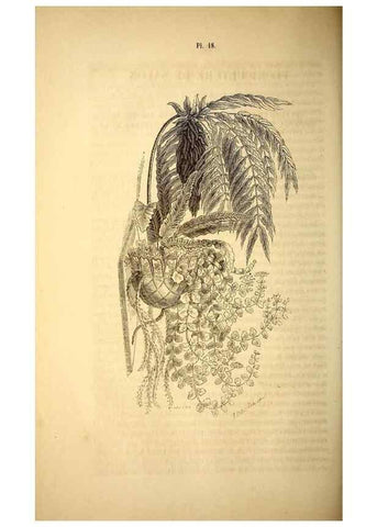 Reproducción/Reproduction 49268878483: Belgique horticole.. Liége.. 