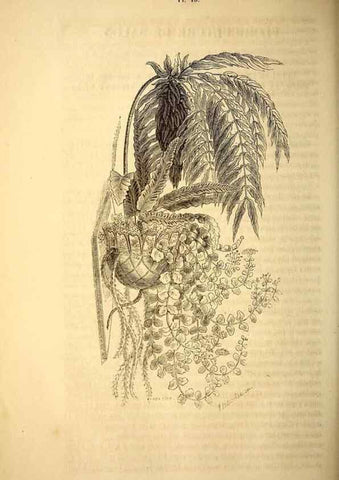Reproducción/Reproduction 49268878483: Belgique horticole.. Liége.. 