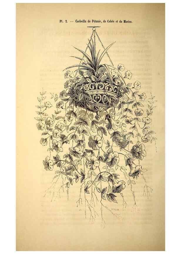 Reproducción/Reproduction 49269332351: Belgique horticole.. Liége.. 