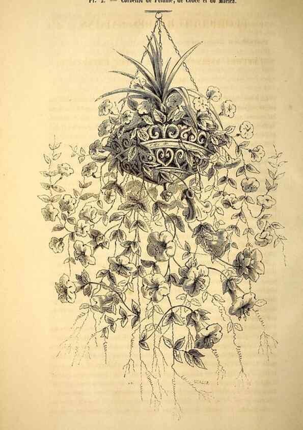 Reproducción/Reproduction 49269332351: Belgique horticole.. Liége.. 