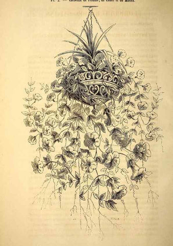 Reproducción/Reproduction 49269332351: Belgique horticole.. Liége.. 