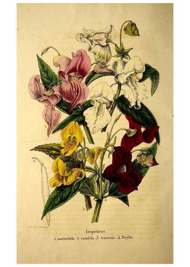 Reproducción/Reproduction 49268871188: Belgique horticole.. Liége.. 