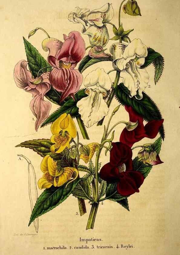 Reproducción/Reproduction 49268871188: Belgique horticole.. Liége.. 