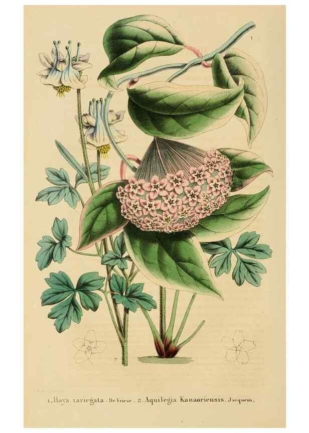 Reproducción/Reproduction 49269189432: Belgique horticole.. Liége.. 