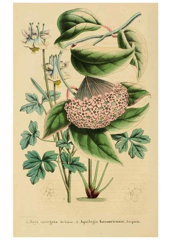 Reproducción/Reproduction 49269189432: Belgique horticole.. Liége.. 