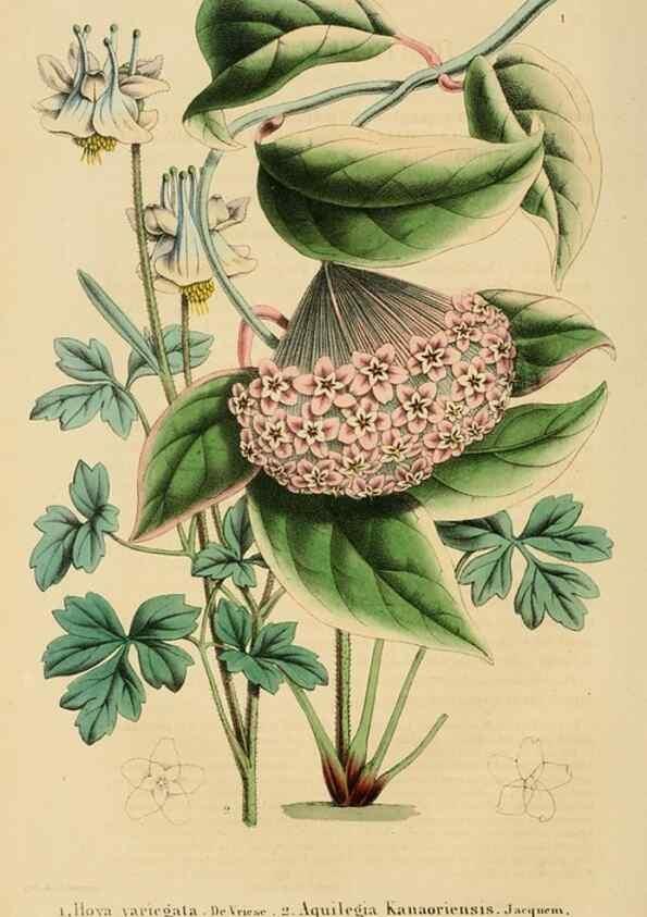 Reproducción/Reproduction 49269189432: Belgique horticole.. Liége.. 