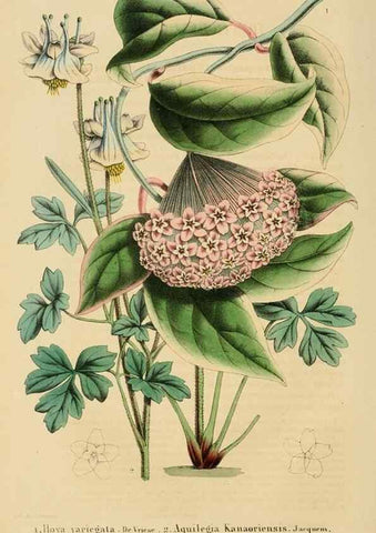 Reproducción/Reproduction 49269189432: Belgique horticole.. Liége.. 