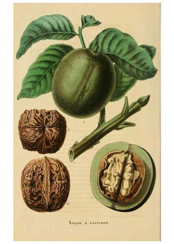 Reproducción/Reproduction 49269190577: Belgique horticole.. Liége.. 
