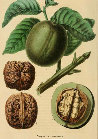 Reproducción/Reproduction 49269190577: Belgique horticole.. Liége.. 