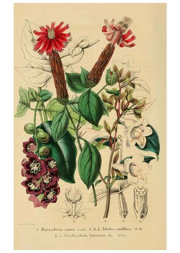 Reproducción/Reproduction 49269190942: Belgique horticole.. Liége.. 