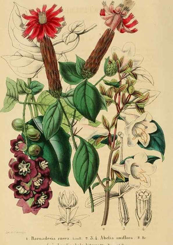 Reproducción/Reproduction 49269190942: Belgique horticole.. Liége.. 