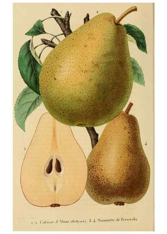 Reproducción/Reproduction 49268988866: Belgique horticole.. Liége.. 