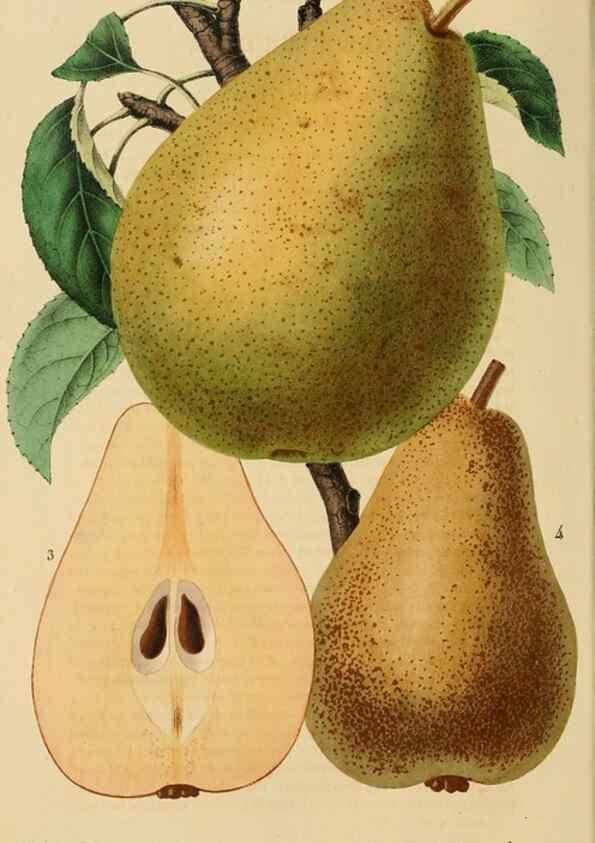 Reproducción/Reproduction 49268988866: Belgique horticole.. Liége.. 