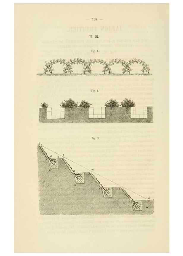 Reproducción/Reproduction 49268991636: Belgique horticole.. Liége.. 