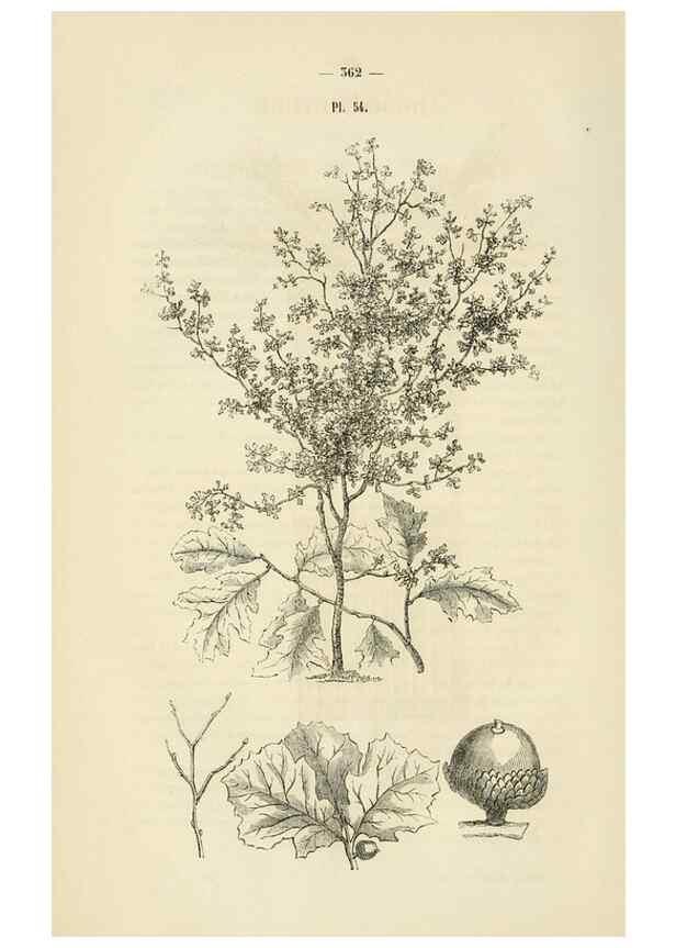 Reproducción/Reproduction 49269191867: Belgique horticole.. Liége.. 