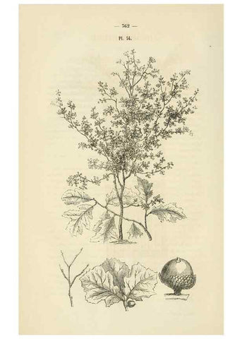 Reproducción/Reproduction 49269191867: Belgique horticole.. Liége.. 