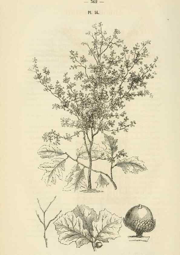 Reproducción/Reproduction 49269191867: Belgique horticole.. Liége.. 