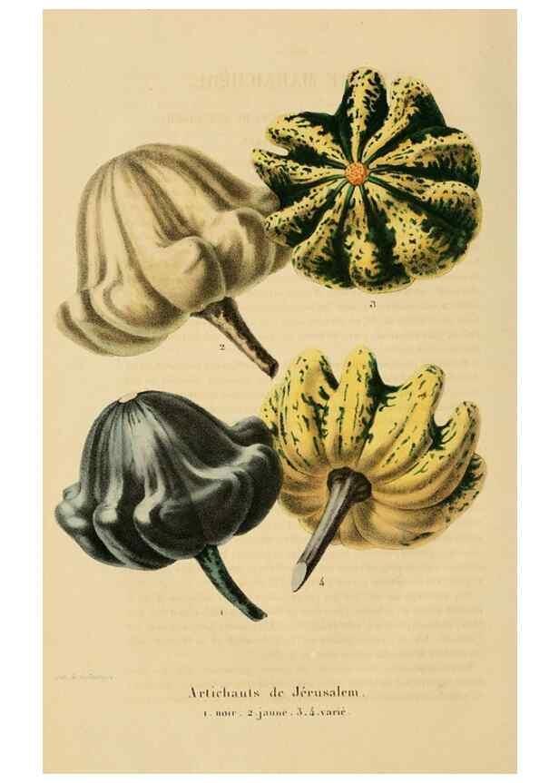 Reproducción/Reproduction 49268534393: Belgique horticole.. Liége.. 