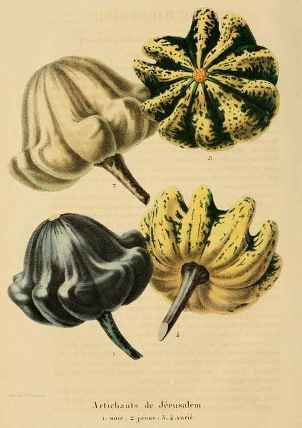 Reproducción/Reproduction 49268534393: Belgique horticole.. Liége.. 