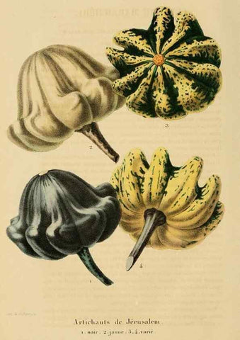 Reproducción/Reproduction 49268534393: Belgique horticole.. Liége.. 