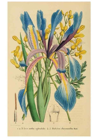 Reproducción/Reproduction 49268992916: Belgique horticole.. Liége.. 