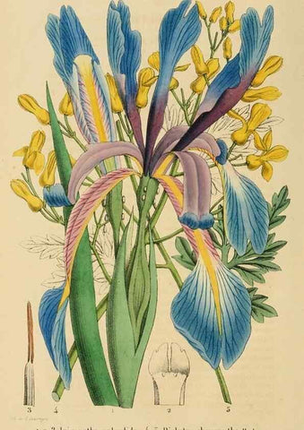 Reproducción/Reproduction 49268992916: Belgique horticole.. Liége.. 