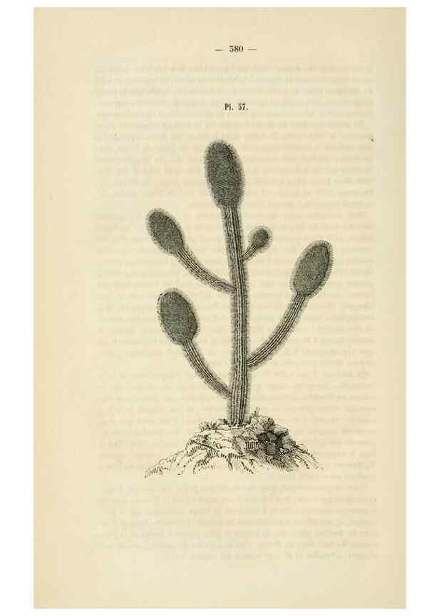 Reproducción/Reproduction 49269192907: Belgique horticole.. Liége.. 