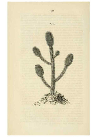 Reproducción/Reproduction 49269192907: Belgique horticole.. Liége.. 
