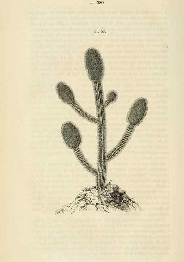 Reproducción/Reproduction 49269192907: Belgique horticole.. Liége.. 