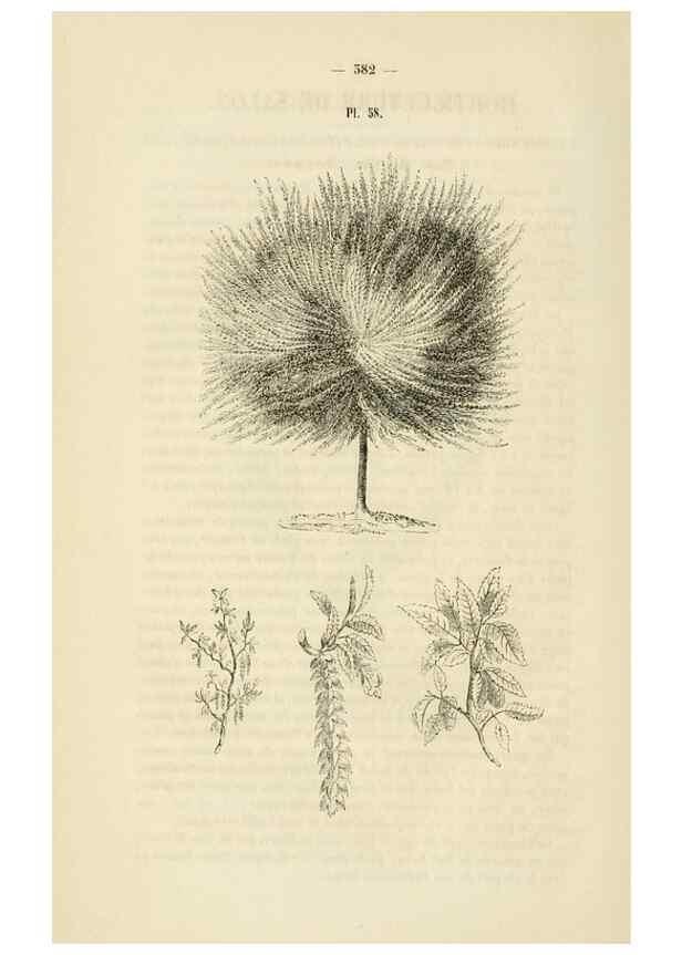 Reproducción/Reproduction 49268993506: Belgique horticole.. Liége.. 