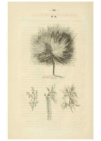Reproducción/Reproduction 49268993506: Belgique horticole.. Liége.. 