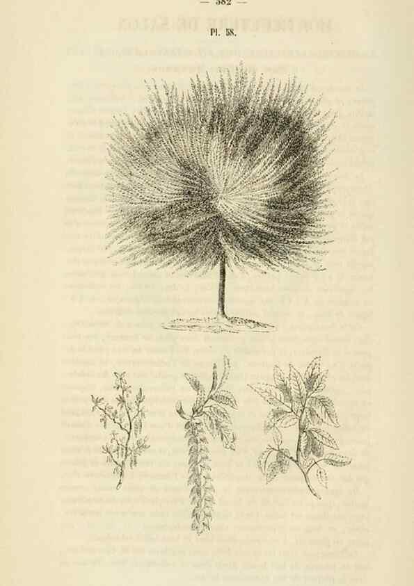 Reproducción/Reproduction 49268993506: Belgique horticole.. Liége.. 