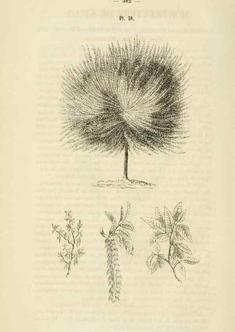 Reproducción/Reproduction 49268993506: Belgique horticole.. Liége.. 