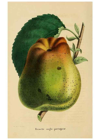Reproducción/Reproduction 49268535578: Belgique horticole.. Liége.. 