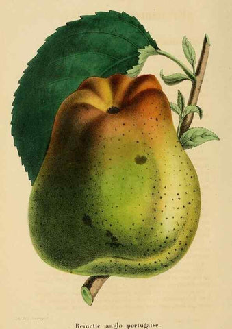 Reproducción/Reproduction 49268535578: Belgique horticole.. Liége.. 