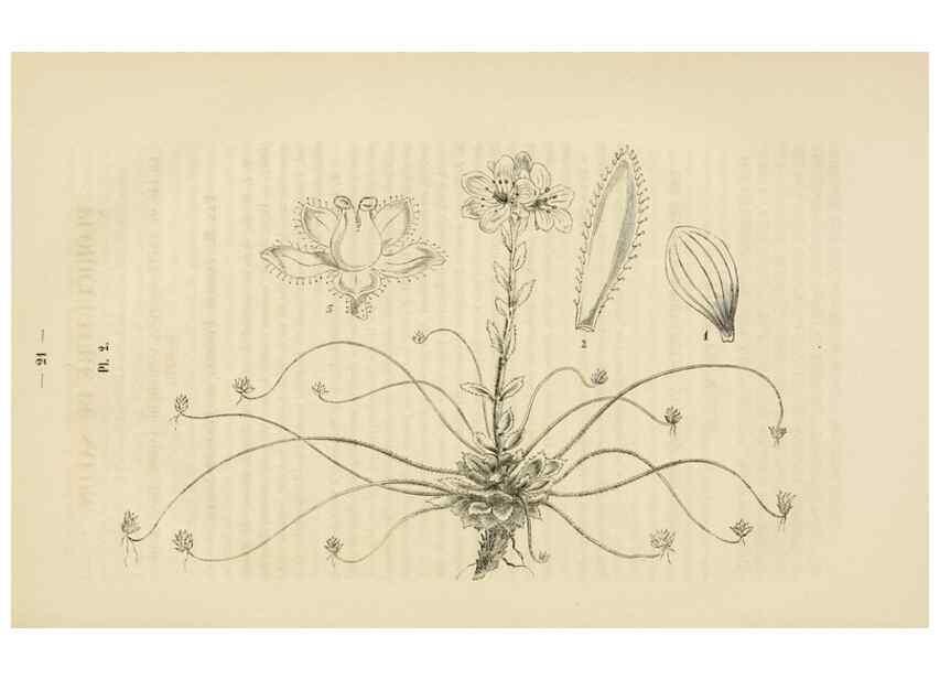 Reproducción/Reproduction 49268976466: Belgique horticole.. Liége.. 