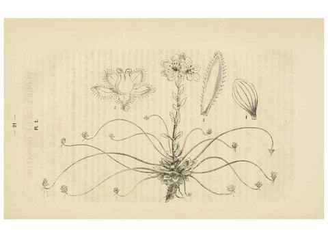 Reproducción/Reproduction 49268976466: Belgique horticole.. Liége.. 