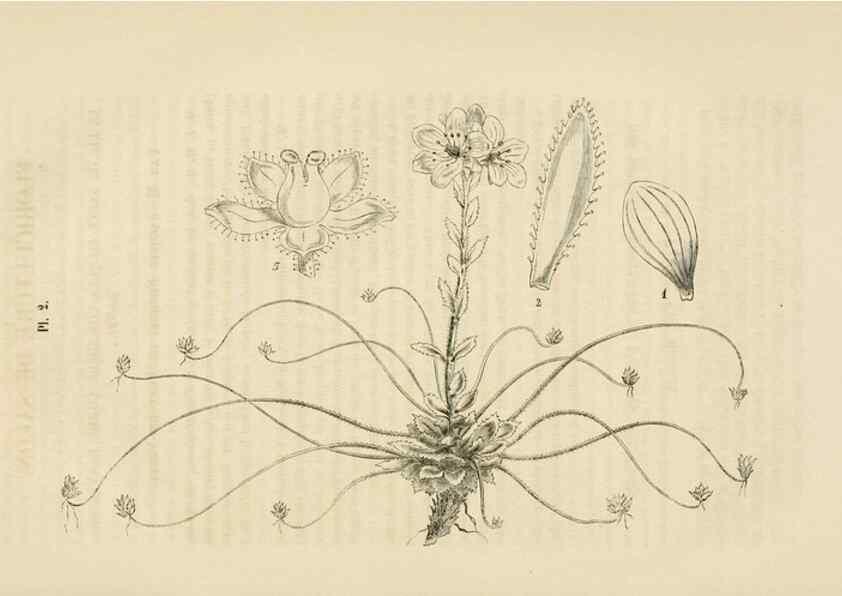 Reproducción/Reproduction 49268976466: Belgique horticole.. Liége.. 