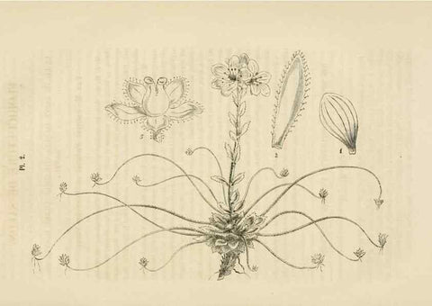 Reproducción/Reproduction 49268976466: Belgique horticole.. Liége.. 