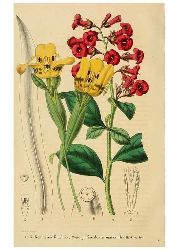 Reproducción/Reproduction 49268976151: Belgique horticole.. Liége.. 