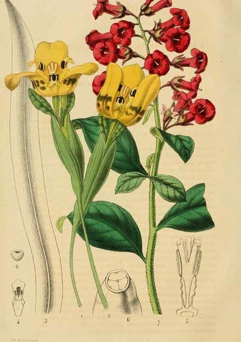 Reproducción/Reproduction 49268976151: Belgique horticole.. Liége.. 