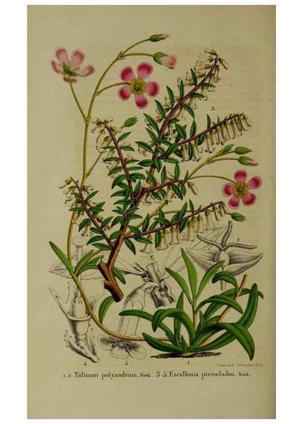 Reproducción/Reproduction 49264692103: Belgique horticole.. Liége.. 