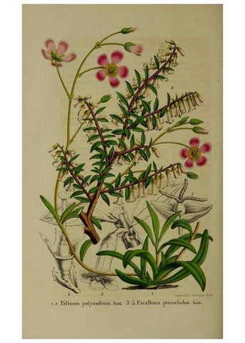 Reproducción/Reproduction 49264692103: Belgique horticole.. Liége.. 
