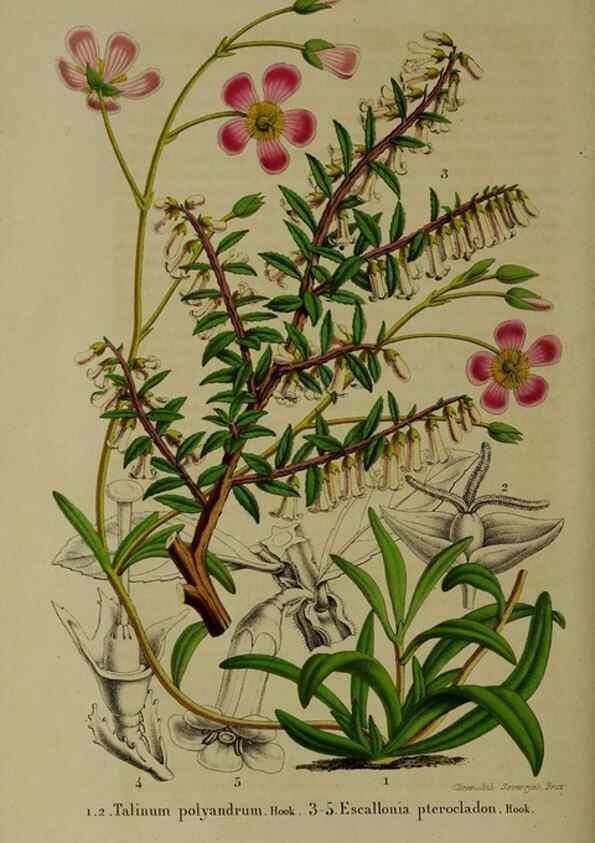 Reproducción/Reproduction 49264692103: Belgique horticole.. Liége.. 