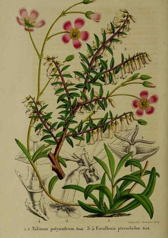 Reproducción/Reproduction 49264692103: Belgique horticole.. Liége.. 