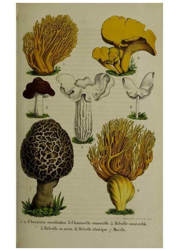 Reproducción/Reproduction 49264692383: Belgique horticole.. Liége.. 