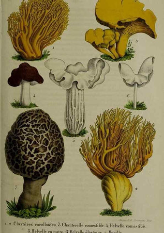 Reproducción/Reproduction 49264692383: Belgique horticole.. Liége.. 
