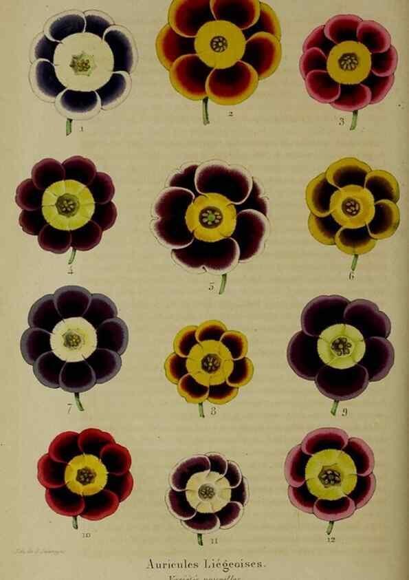 Reproducción/Reproduction 49265348872: Belgique horticole.. Liége.. 