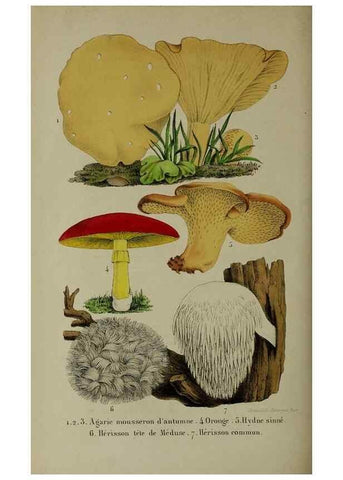 Reproducción/Reproduction 49264692913: Belgique horticole.. Liége.. 